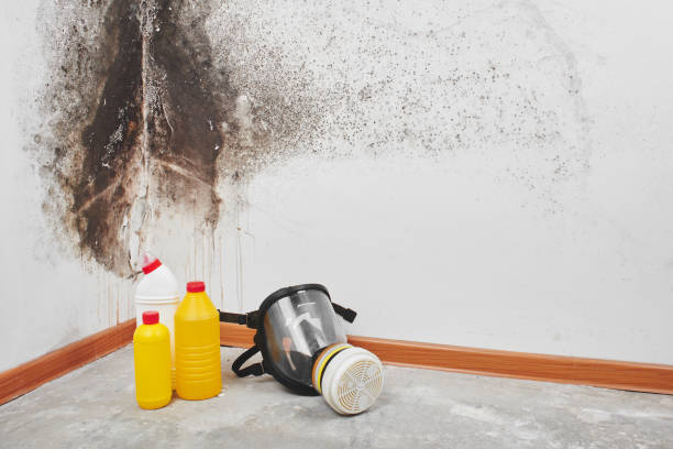 Best Black Mold Removal  in Fairfield, CA