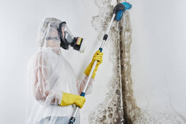 Mold Removal and Inspection in Fairfield, CA