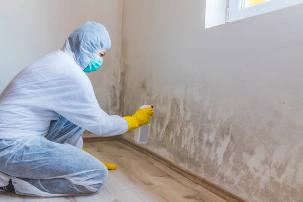 Mold Testing and Removal in Fairfield, CA