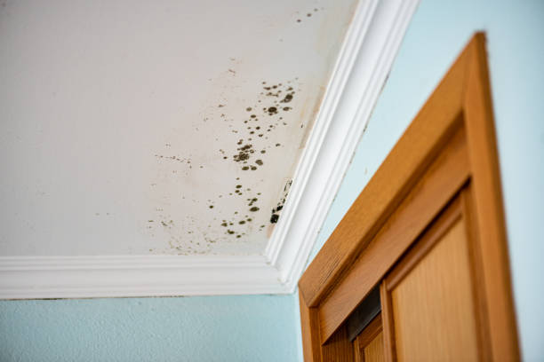 Best Fast Mold Removal  in Fairfield, CA