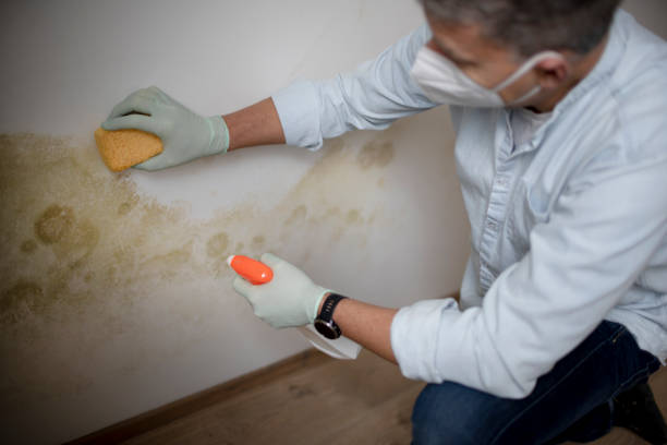 Attic Mold Removal in Fairfield, CA
