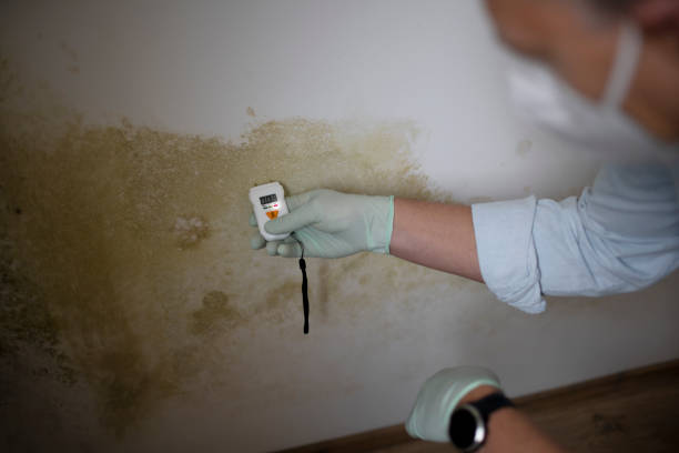 Best Fast Mold Removal  in Fairfield, CA