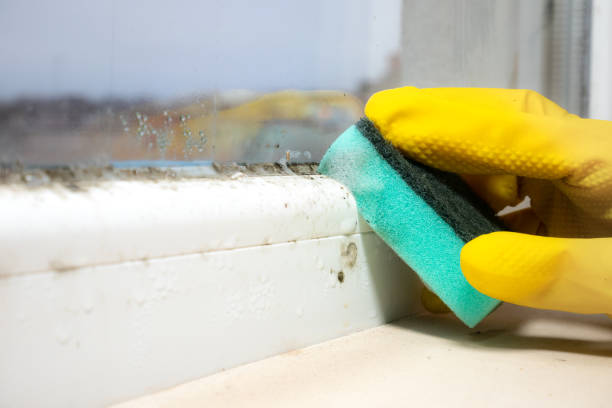 Best Mold Removal Specialists  in Fairfield, CA
