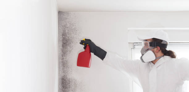 Best Mold Testing and Removal  in Fairfield, CA