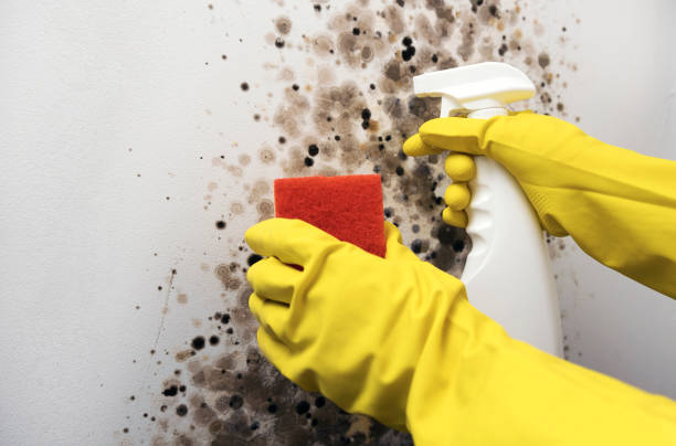 Best Mold Removal Company Near Me  in Fairfield, CA