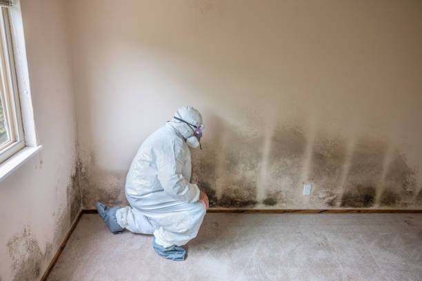 Best Attic Mold Removal  in Fairfield, CA