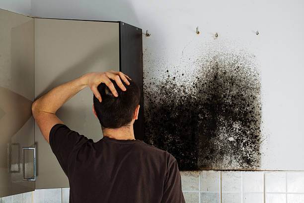 Best Mold Removal and Inspection  in Fairfield, CA