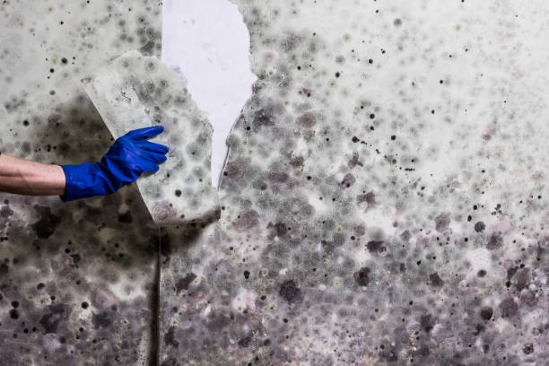 Best Local Mold Removal Service  in Fairfield, CA