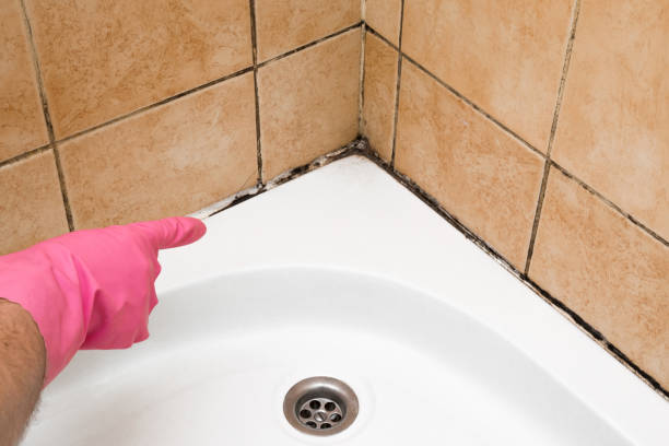 Best Mold Removal Near Me  in Fairfield, CA