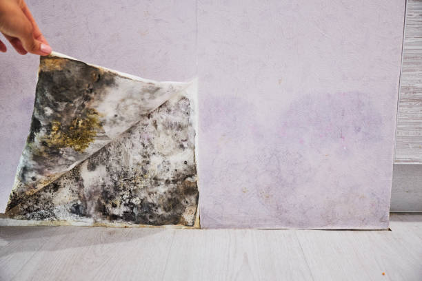 Best Local Mold Removal Service  in Fairfield, CA